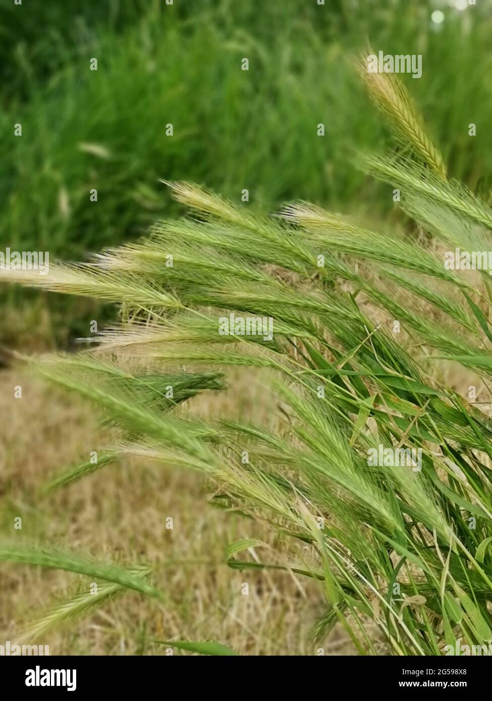 Flora vertical plants green hi-res stock photography and images - Alamy