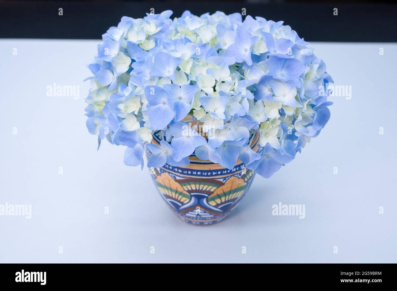 Blue Hydrangea flowers in a vase on a blue table surface Stock Photo