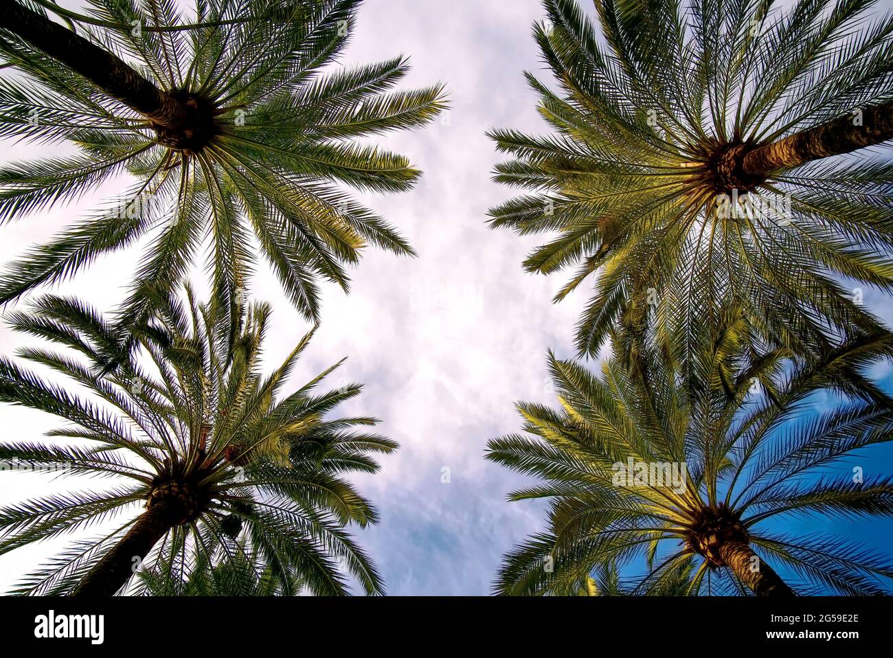 Low angle shot of palm trees under the daylight sky Stock Photo - Alamy