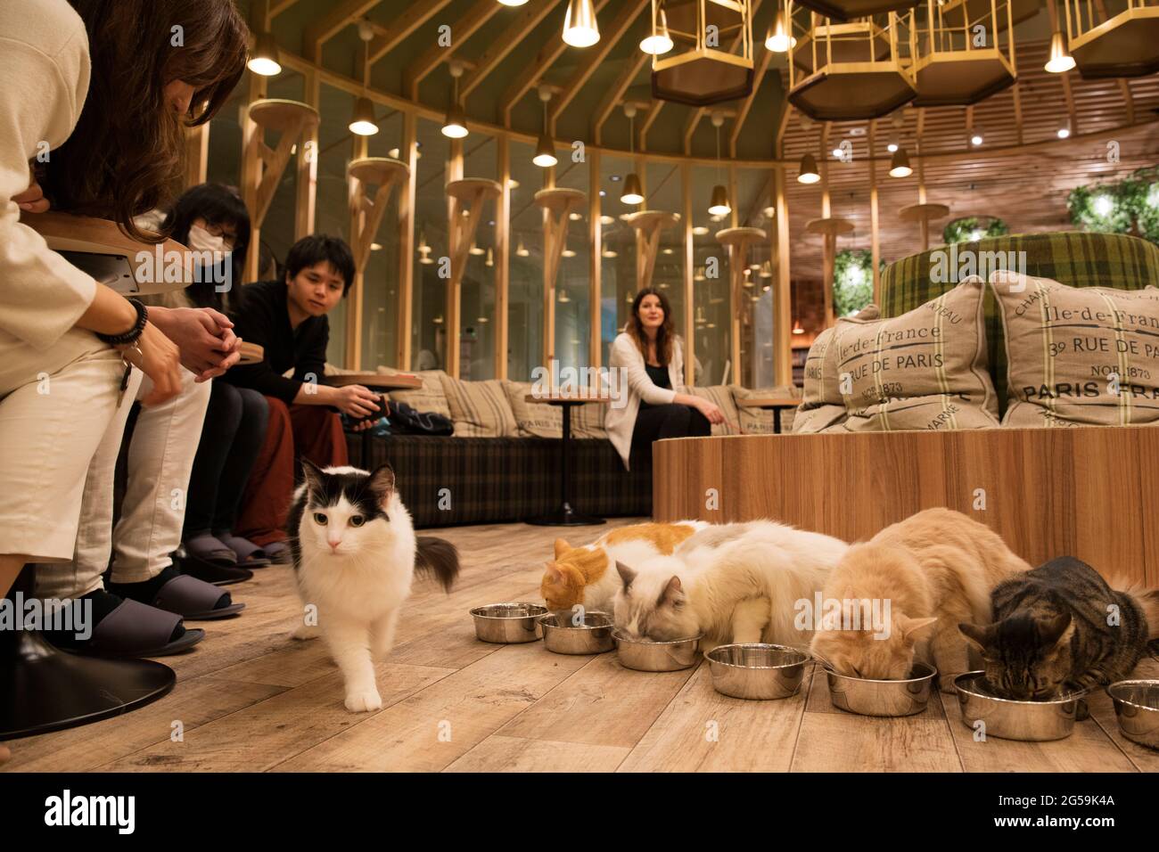 Tokyo cat cafe: weird cafes in Japan
