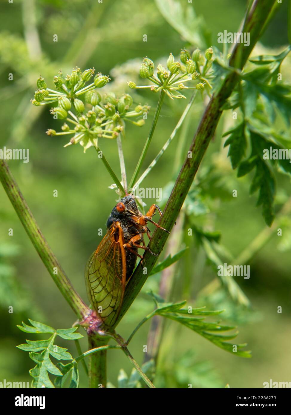 Brood X red eyed 17 year cicada in southern Indiana, USA Stock Photo