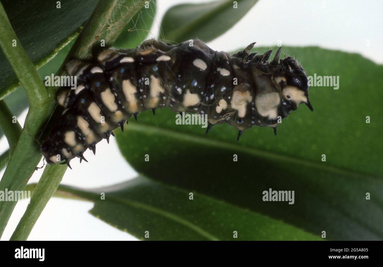 MATURE LARVAE OF THE SMALL CITRUS BUTTERFLY (PAPILIO ANACTUS) COMMONLY FOUND ON CULTIVATED CITRUS. ALSO KNOWN AS DAINTY SWALLOWTAIL. Stock Photo