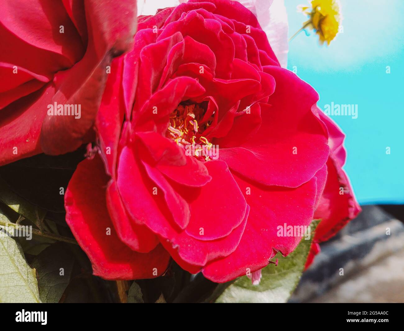 Closeup shot of a pink garden rose growing in a garden Stock Photo - Alamy