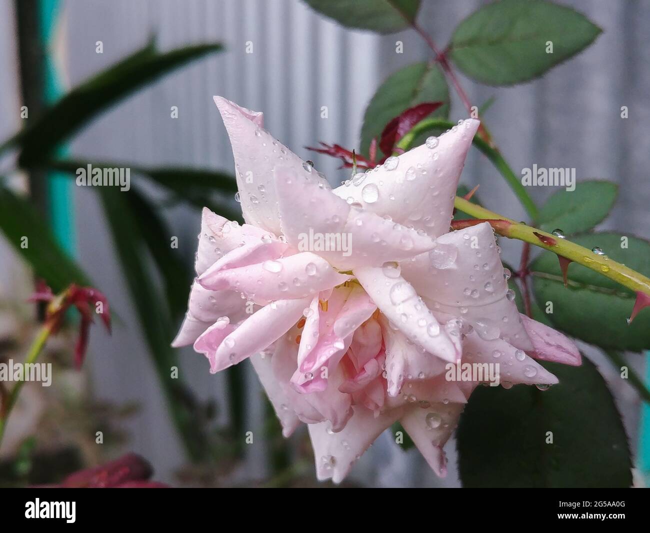 Closeup shot of a pink garden rose growing in a garden Stock Photo - Alamy