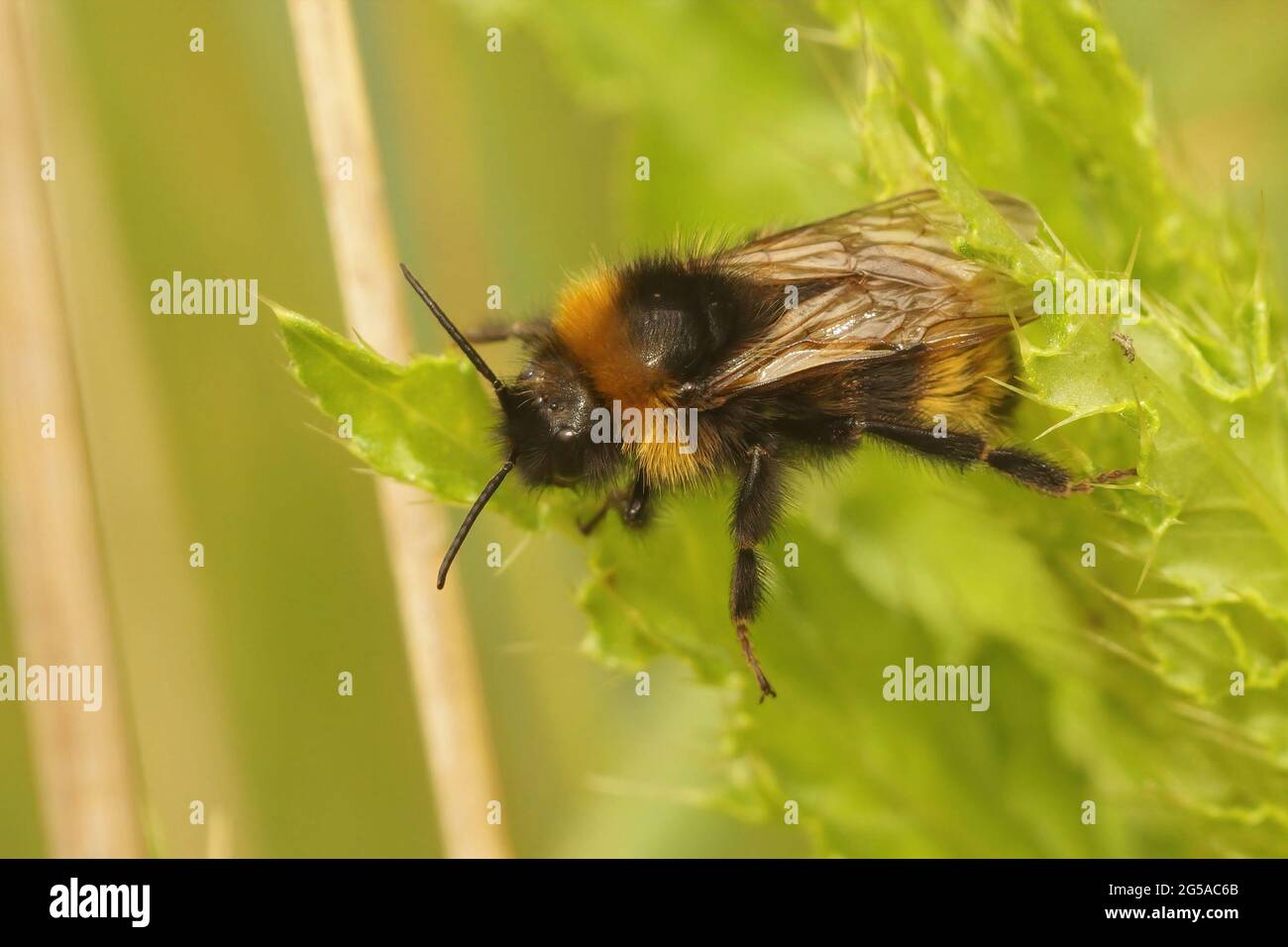 Closeup of a male cleptoparasite field cuckoo-bee, Bombus campestris pollinating on a flower Stock Photo