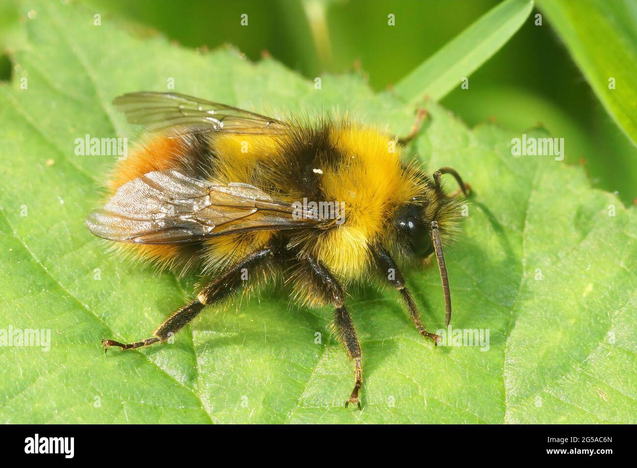 Closeup of a male cleptoparasite field cuckoo-bee, Bombus campestris pollinating on a flower Stock Photo