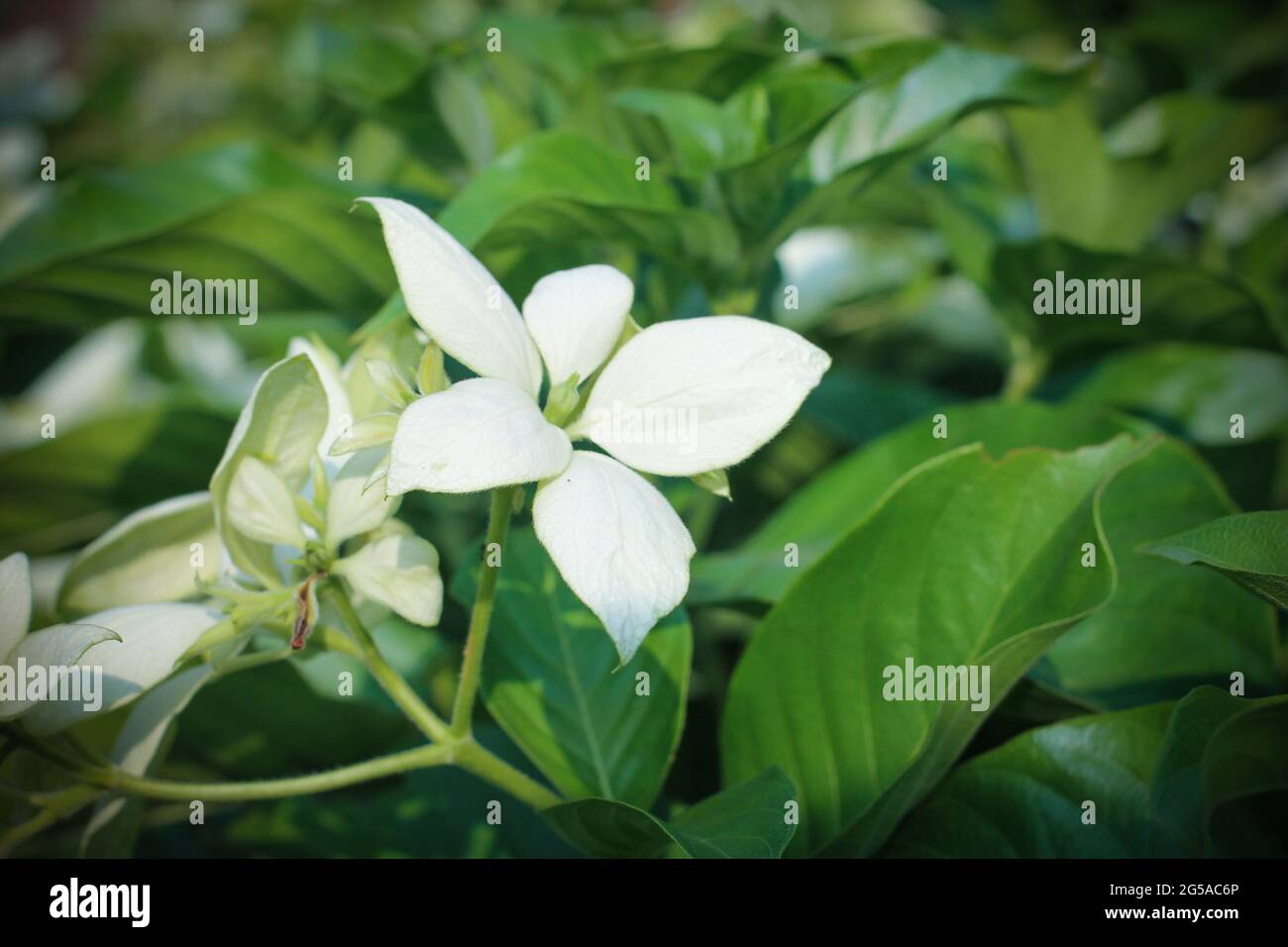 Closeup of a white Donna Aurora flower with green leaves Stock Photo