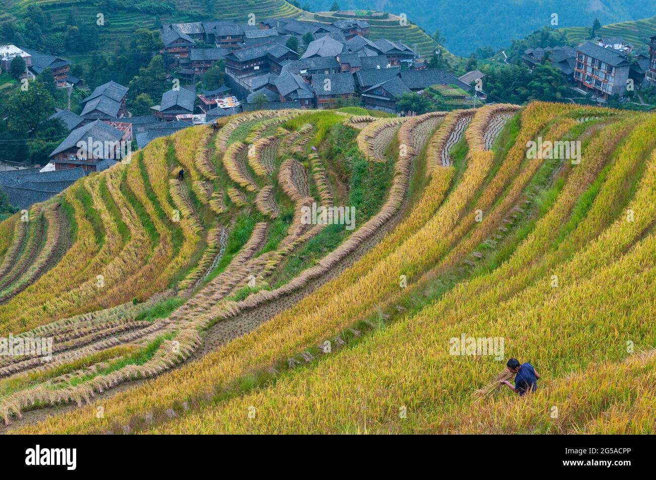 Chinese man of Zhuang indigenous hill tribe cutting rice plants in rice harvest in Longsheng Ping An village rice terraces, Guangxi province, China. Stock Photo