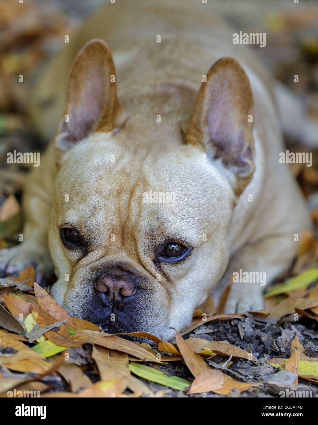 5-Year-Old male French Bulldog resting in forest floor in Northern California. Stock Photo