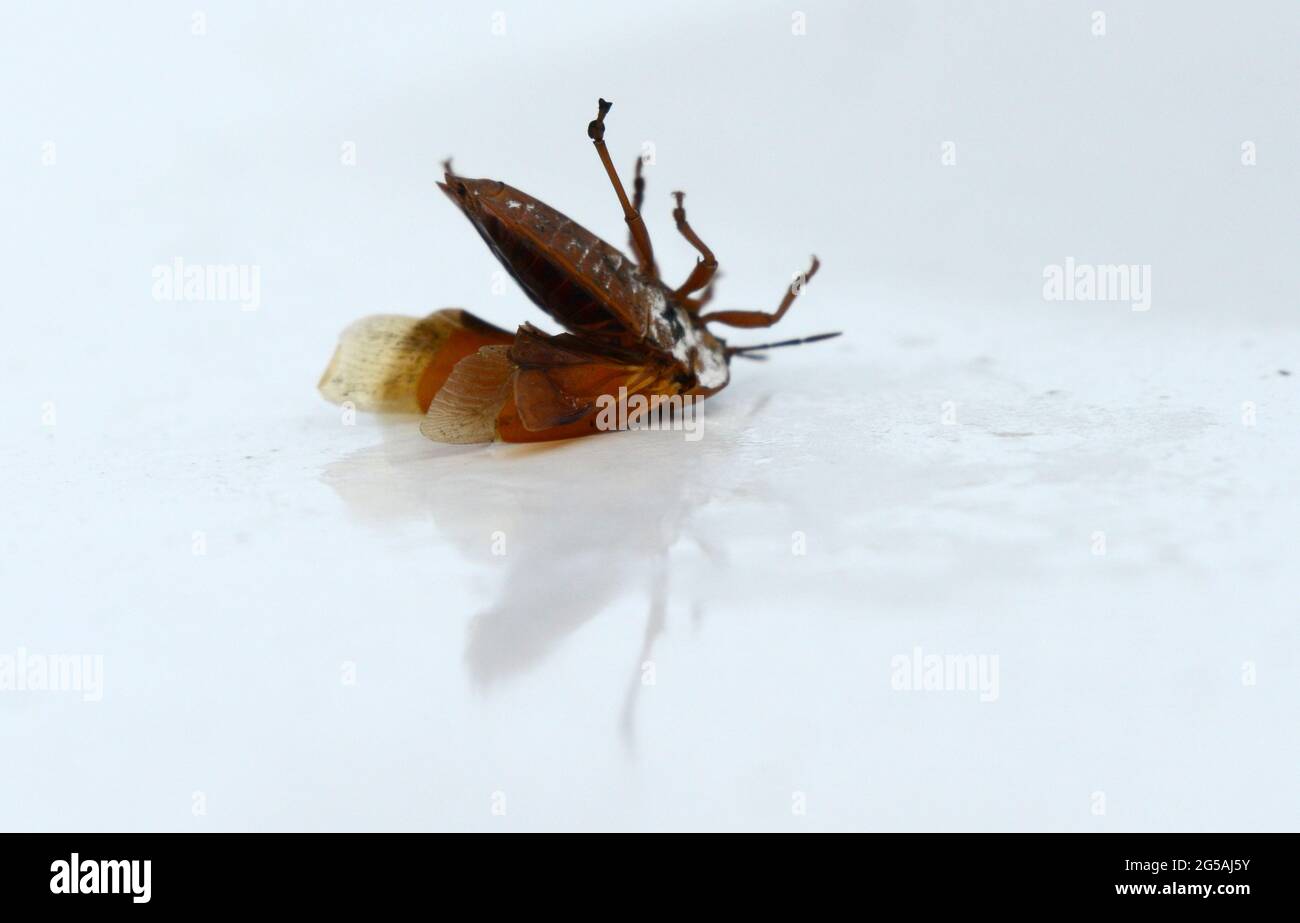 giant lychee stink bug flipped on his back Stock Photo - Alamy