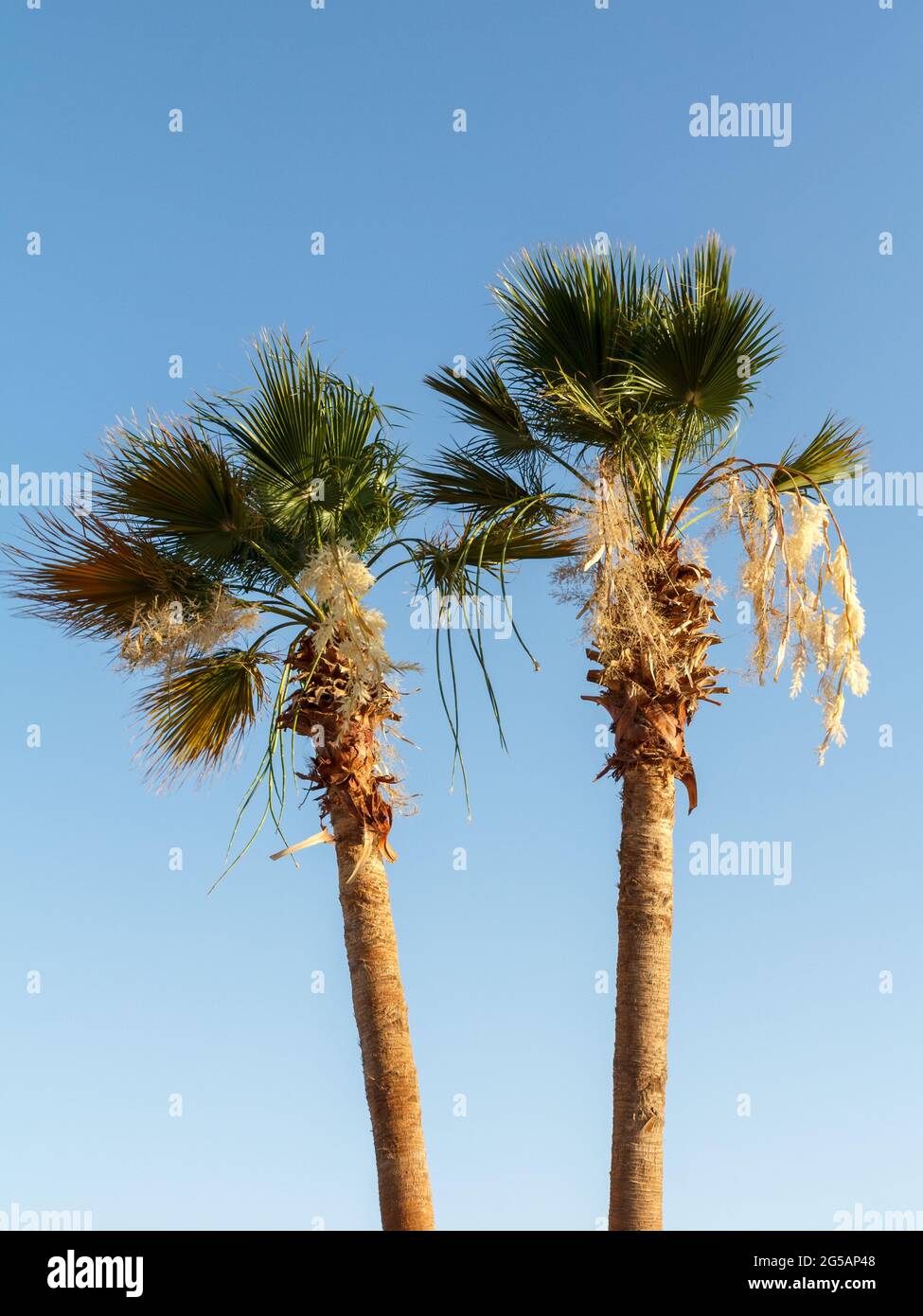 Tall palm trees grow in Egypt with bright blue sky on the background