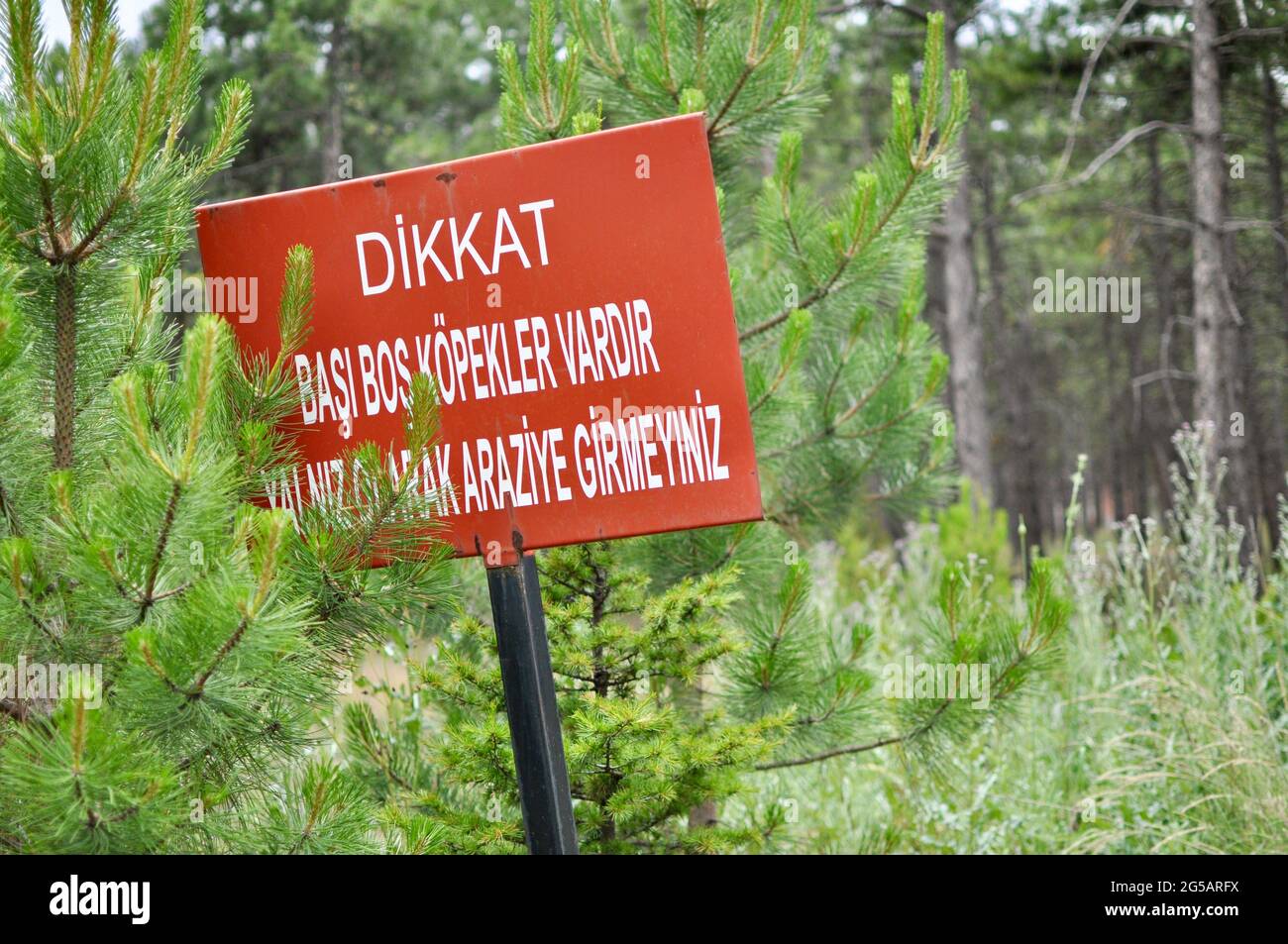 Close up of a sign in the forest in Metu, Ankara, Turkey to warn for dingos in Turkish. Beware of Dingos. Do Not Enter Alone. Be careful road sign. Stock Photo