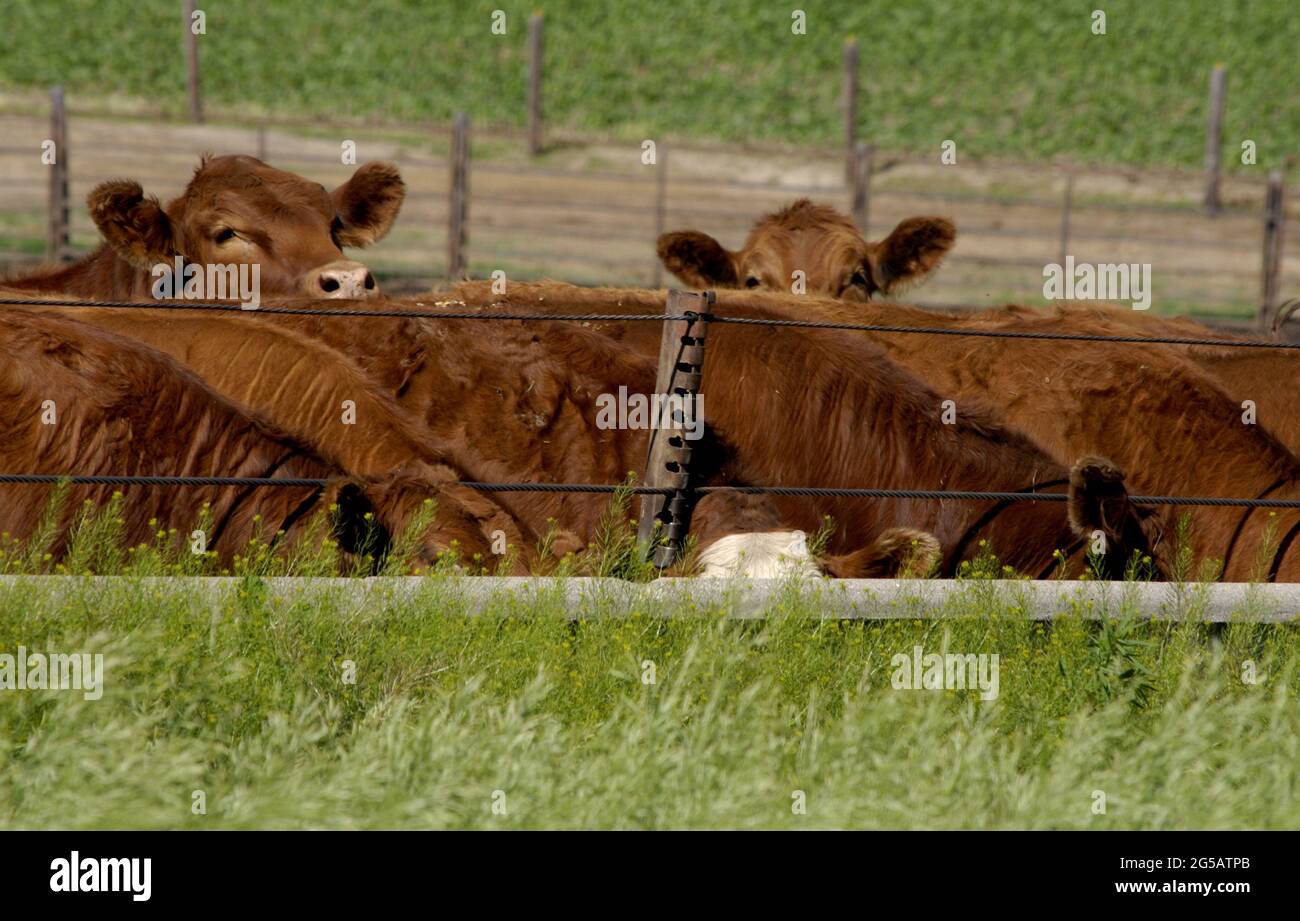 MERRILL/PLYMOUTH COUNTY/IOWA /USA Life in and surroundidng Merril USA ruler town in Plymouth