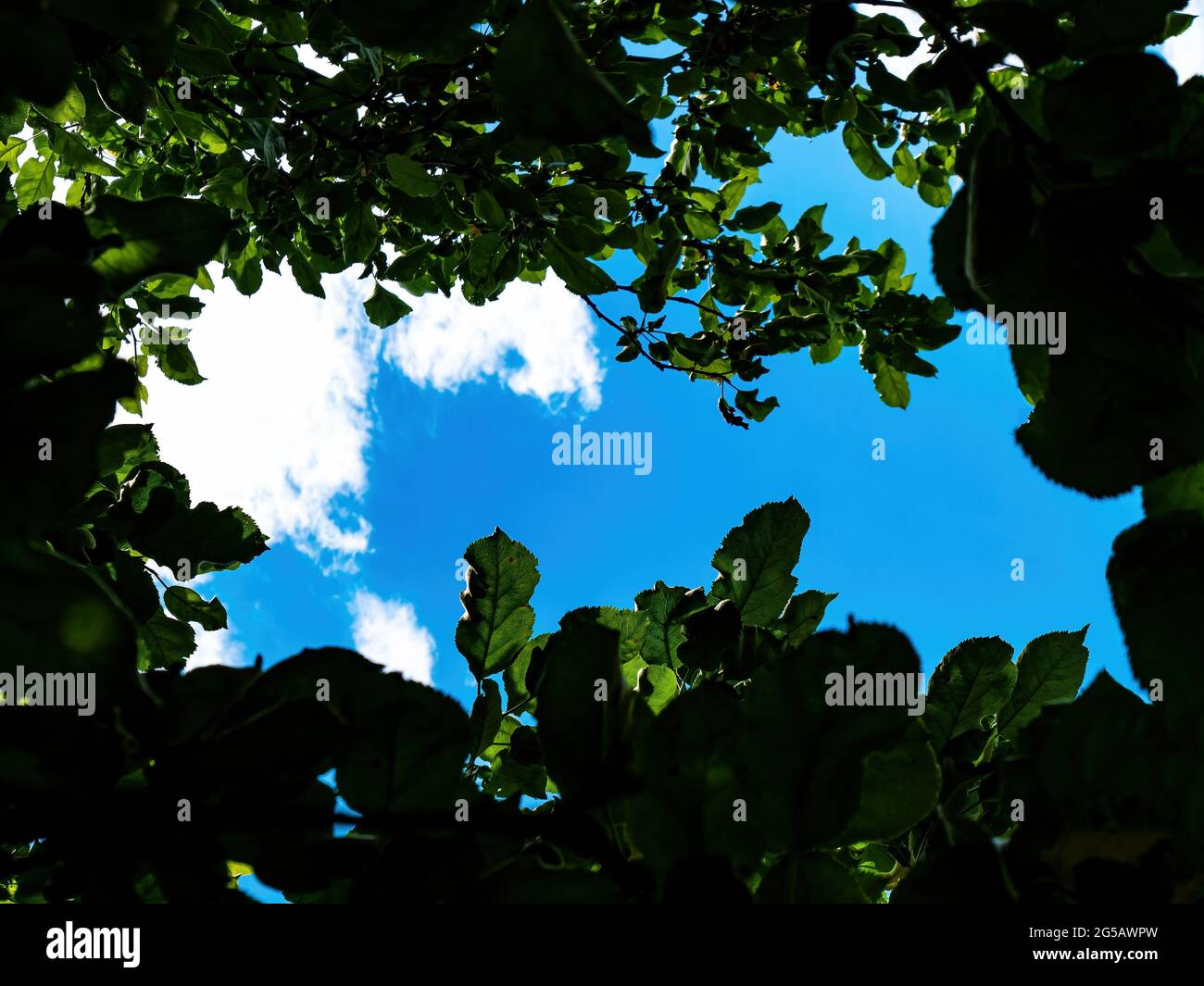 Blue sky with clouds shining through the branches of a tree. Blue sky ...