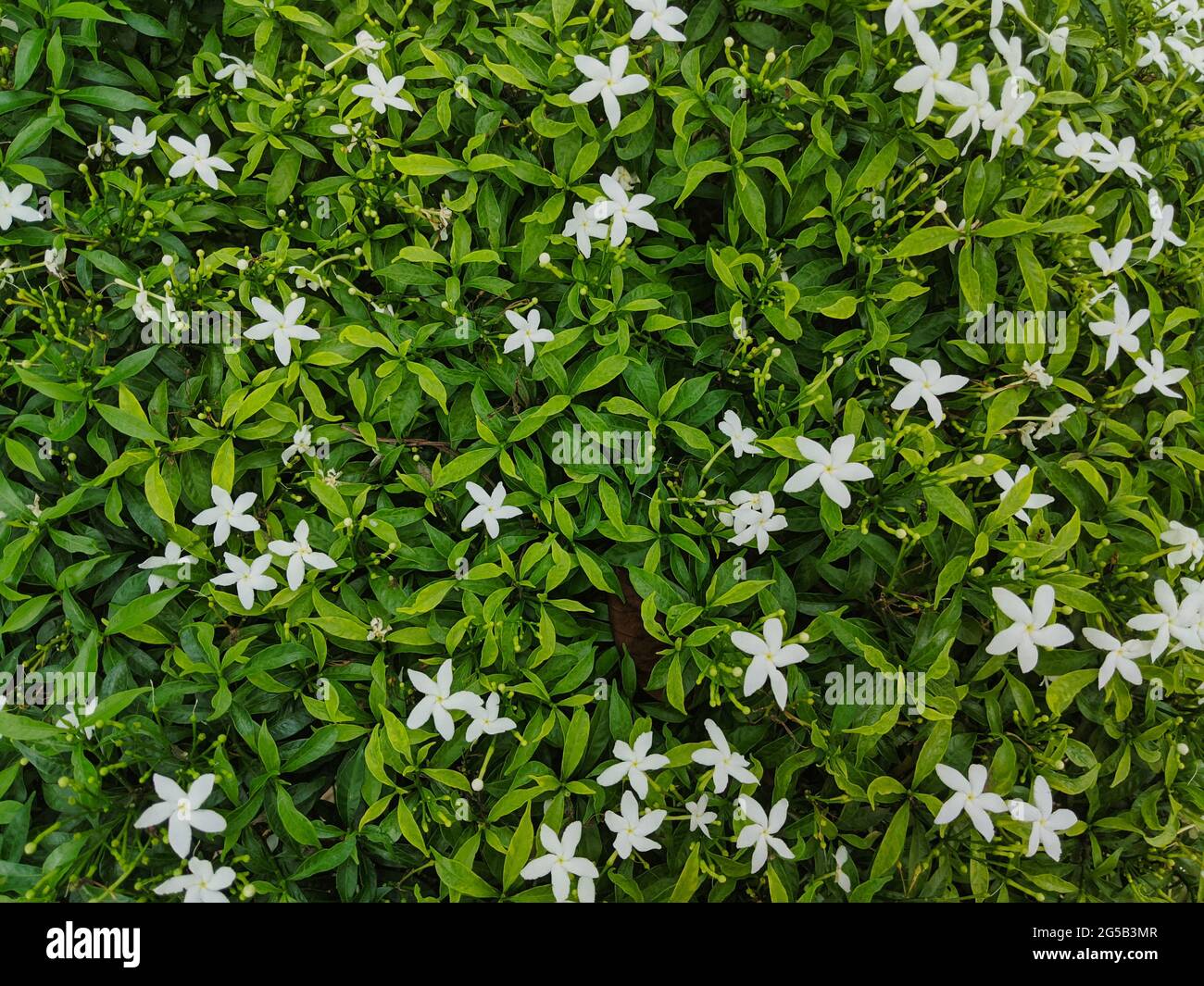 Green shrub of pinwheel flowers blooming in the garden Stock Photo