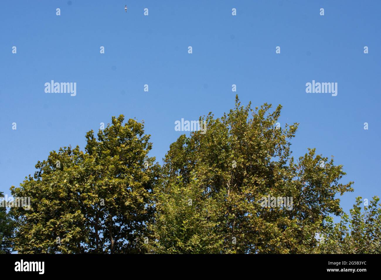 Growing trees in a park with clear blue sky in the background Stock ...