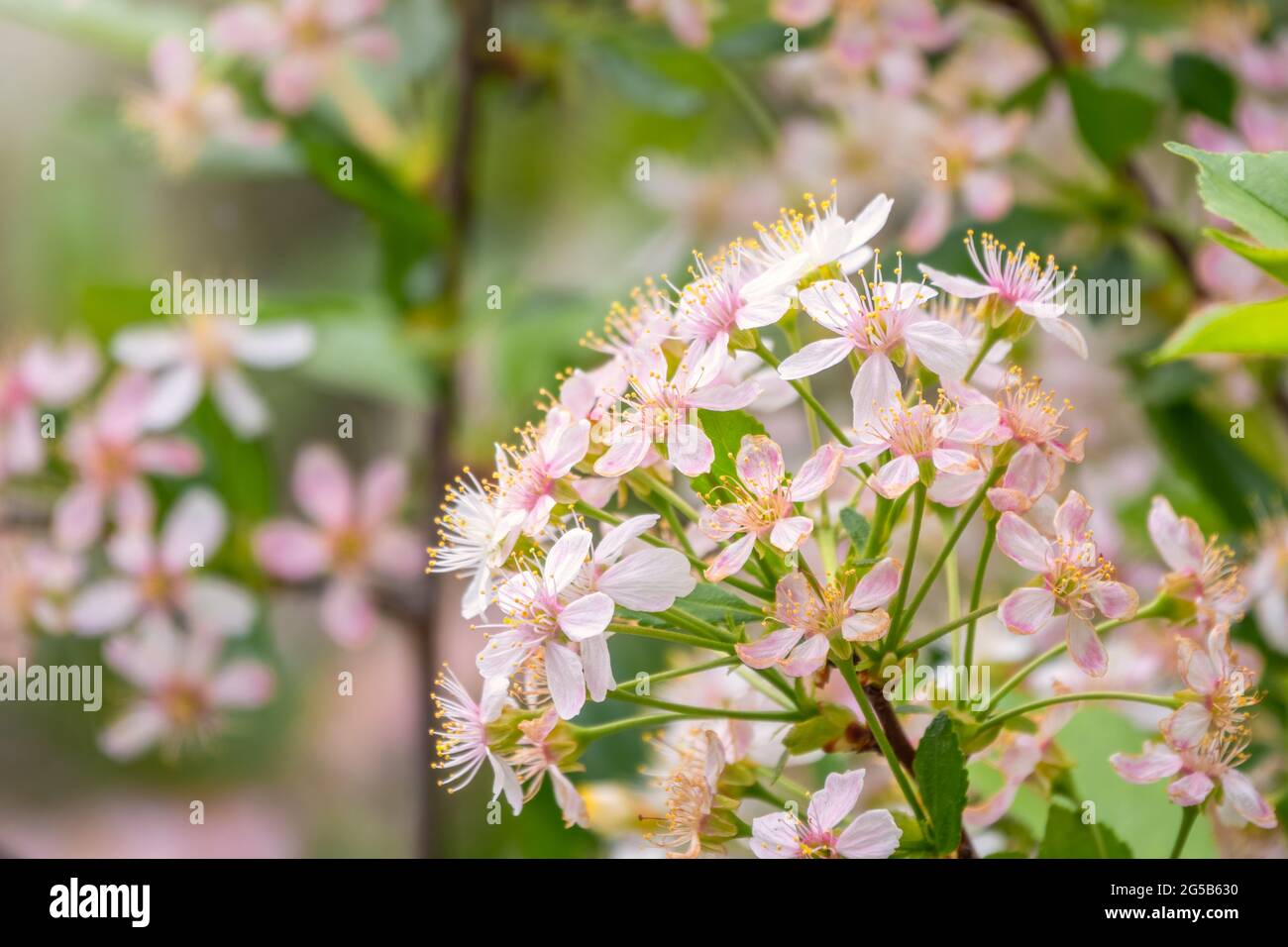 White and pink cherry flowers. The branches of a blossoming tree ...