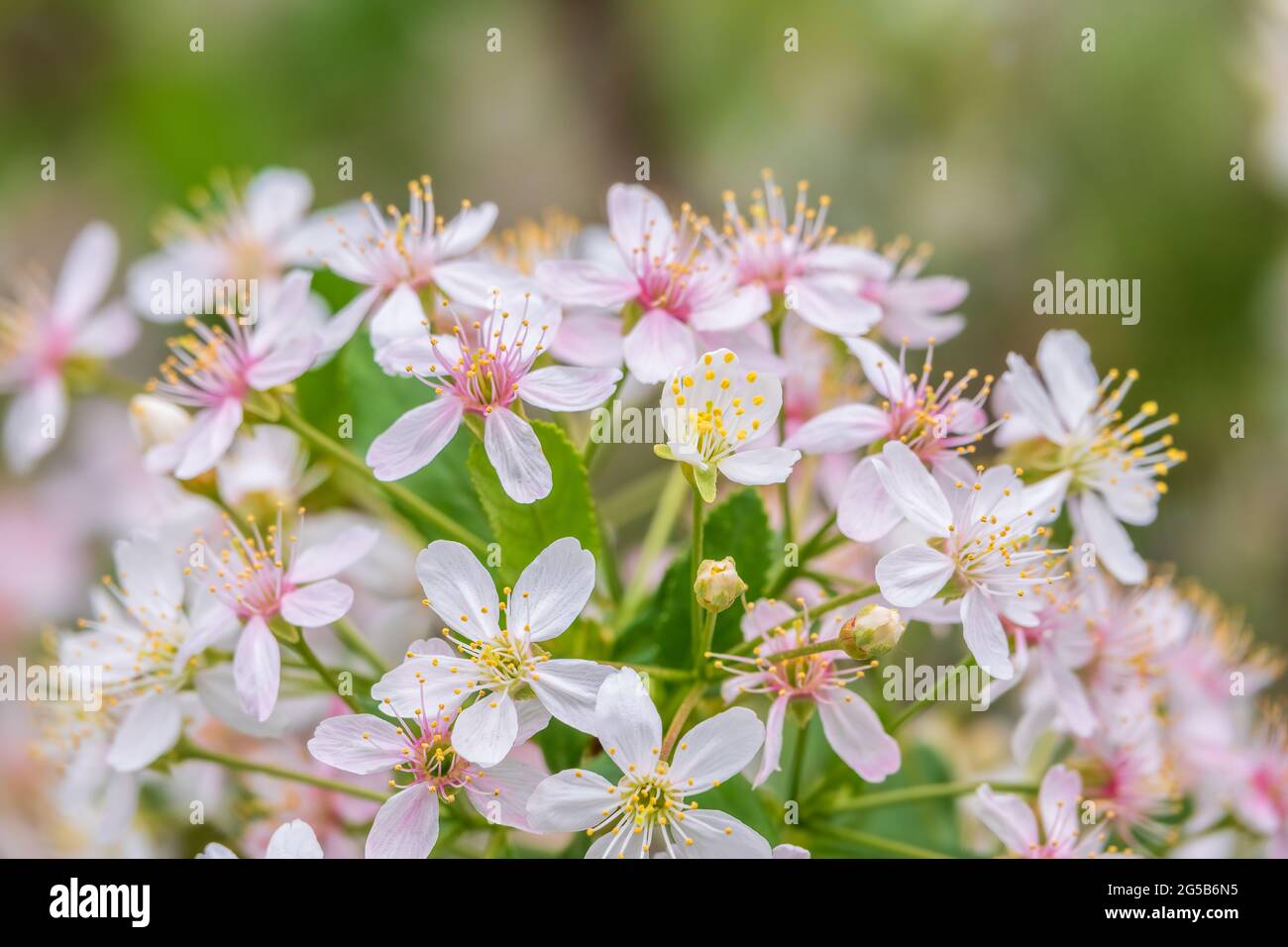 White and pink cherry flowers. The branches of a blossoming tree ...