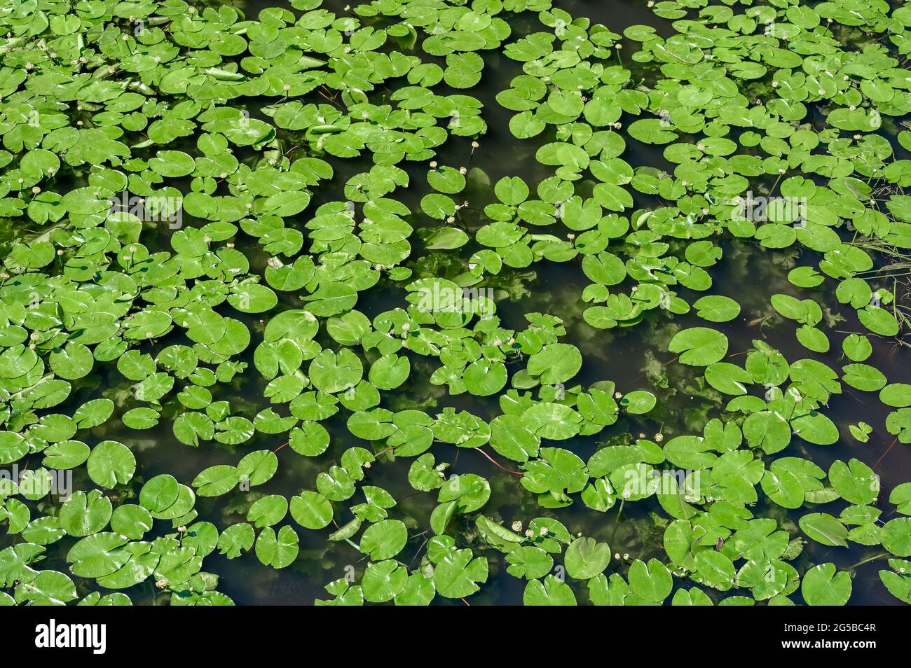 water lily. water lily background, texture. pond overgrown with lilies. Top View Green Leaves Lotus or Hardy Water Lily Plant of Nymphaeaceae family o Stock Photo