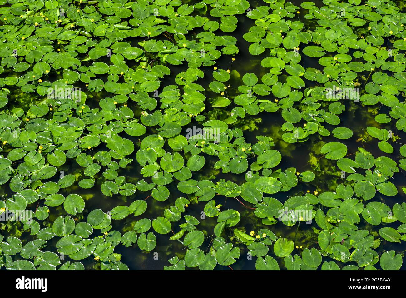 water lily. lily background, texture. pond overgrown with water lilies. Top View Green Leaves Lotus or Hardy Water Lily Plant of Nymphaeaceae family o Stock Photo