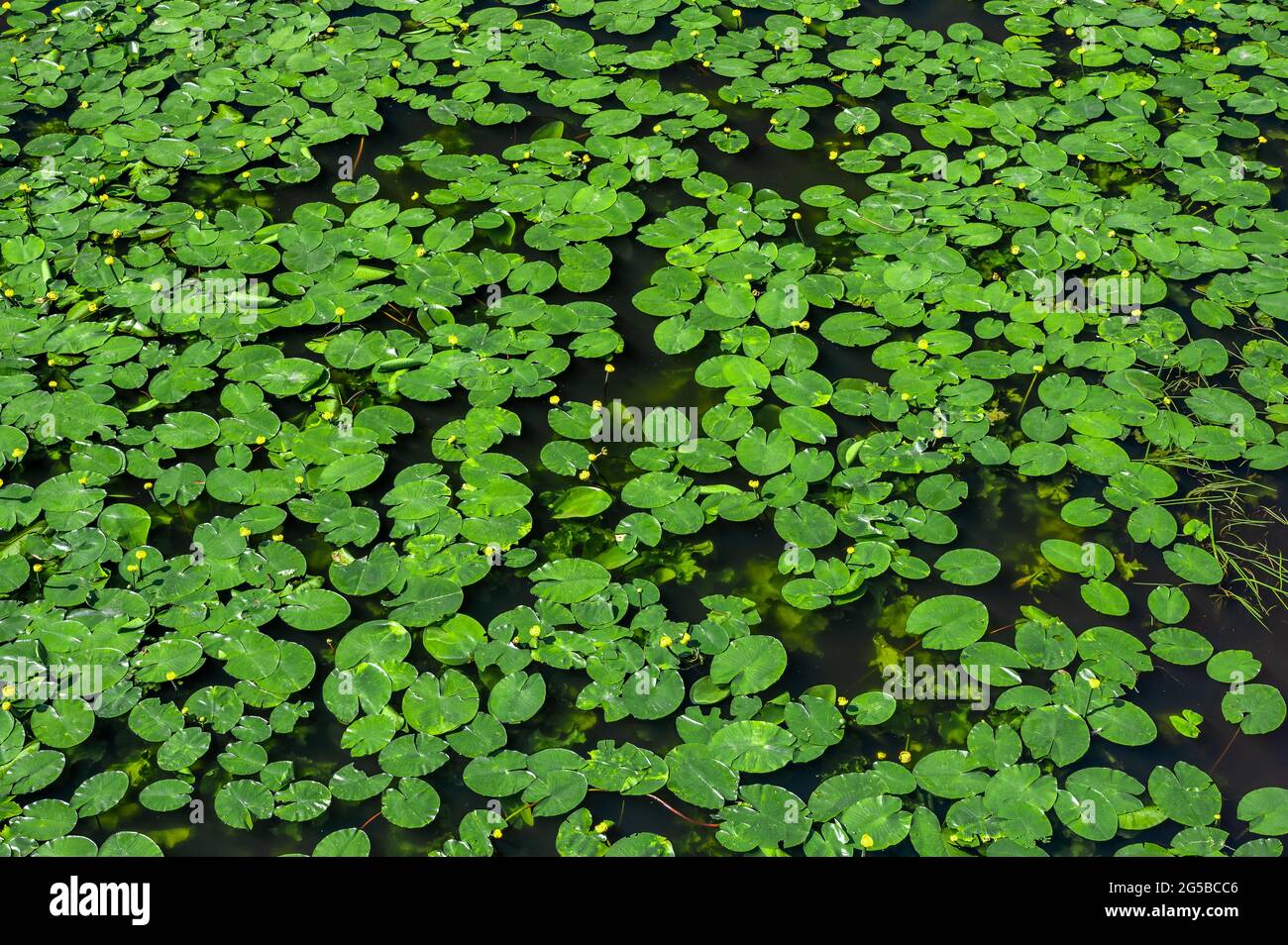 water lily. lily background, texture. pond overgrown with water lilies. Top View Green Leaves Lotus or Hardy Water Lily Plant of Nymphaeaceae family o Stock Photo