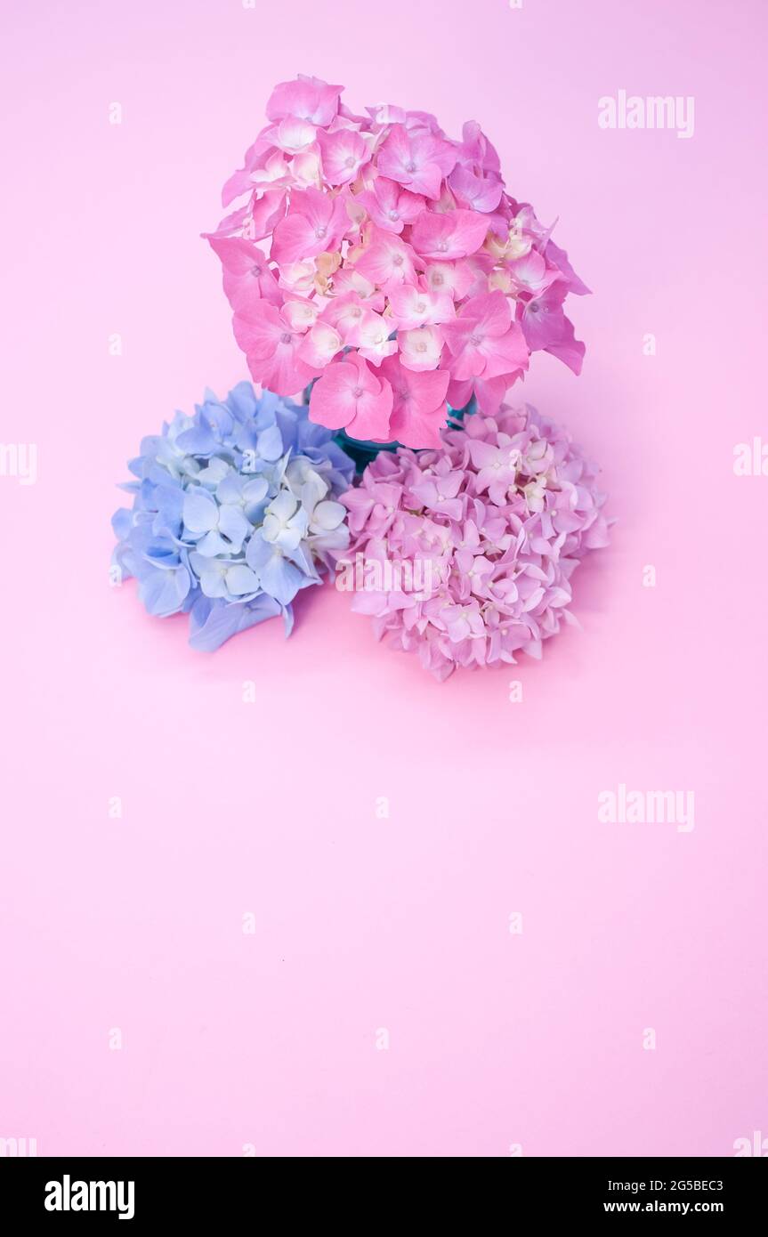 Pink, purple and blue hydrangeas on a pink background Stock Photo - Alamy