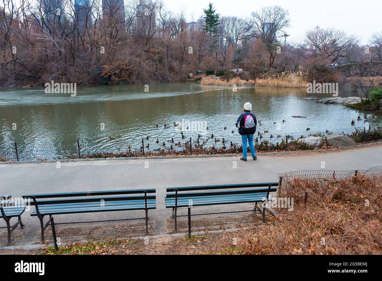 Feeding the birds in The Pond at Central Park, New York City Stock