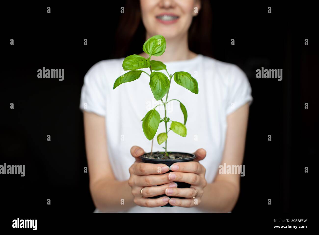 A girl in a white T-shirt is holding a pot with a green basil plant ...