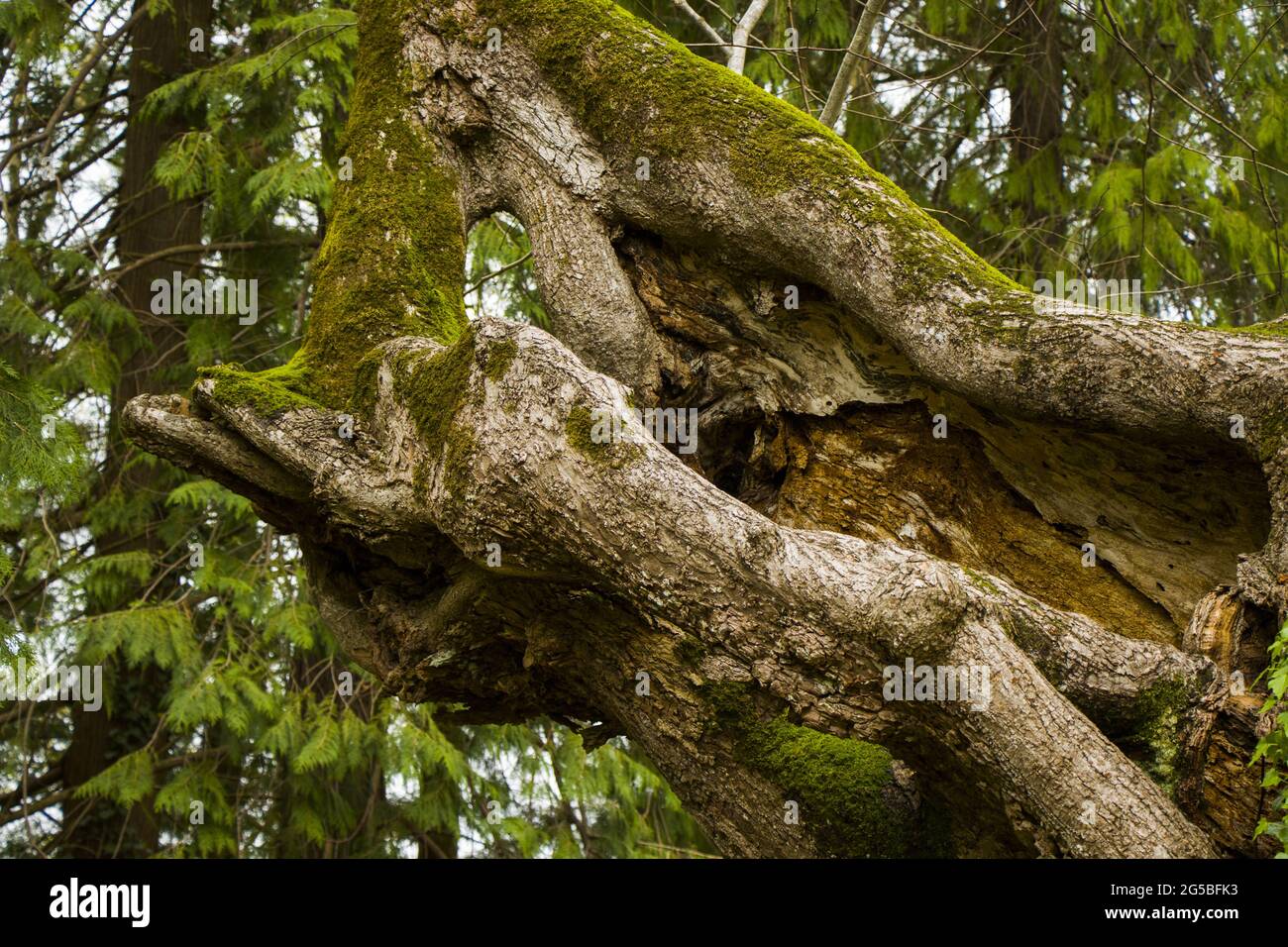 Thousand-year-old Linden tree, old and big tree Stock Photo