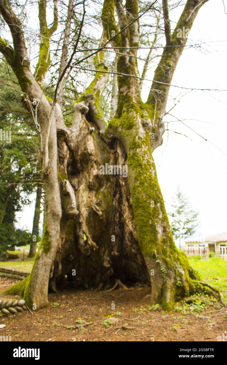 Thousandyearold Linden tree, old and big tree Stock Photo Alamy