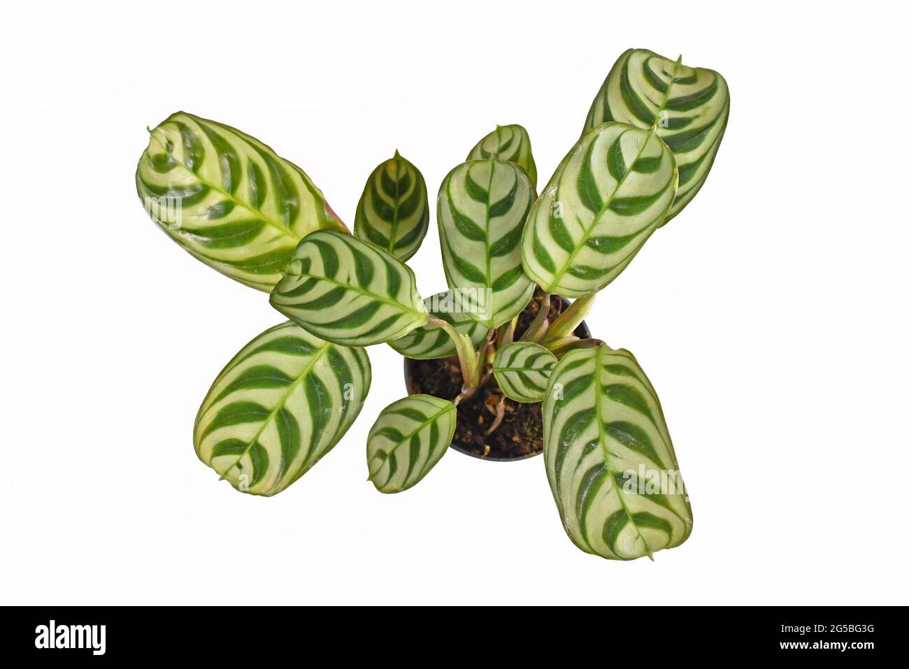 Top view of tropical 'Ctenanthe Burle Marxii' house plant with exotic stripe pattern on leaves in flower pot isolated on white background Stock Photo