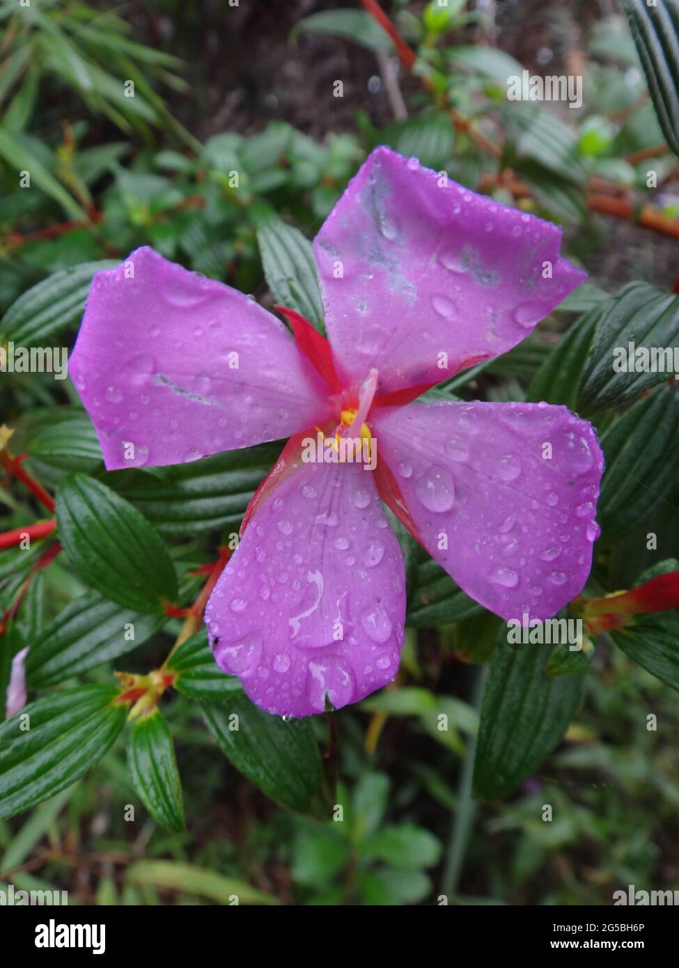 Closeup shot of a blooming wet Epilobium roseum flowers on the Roraima Mountain of Venezuela Stock Photo