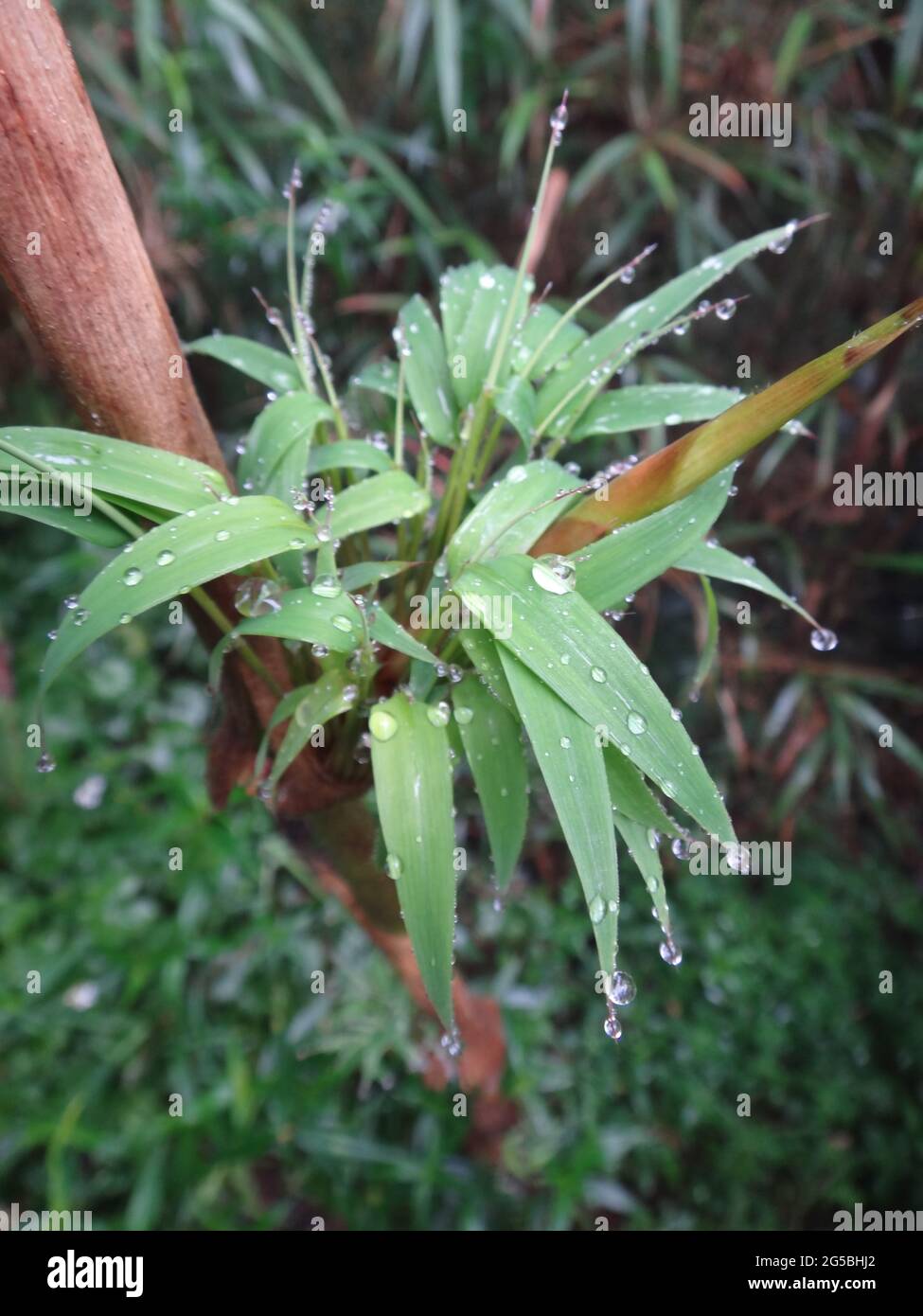 Closeup shot of a green plant with water droplets Stock Photo - Alamy