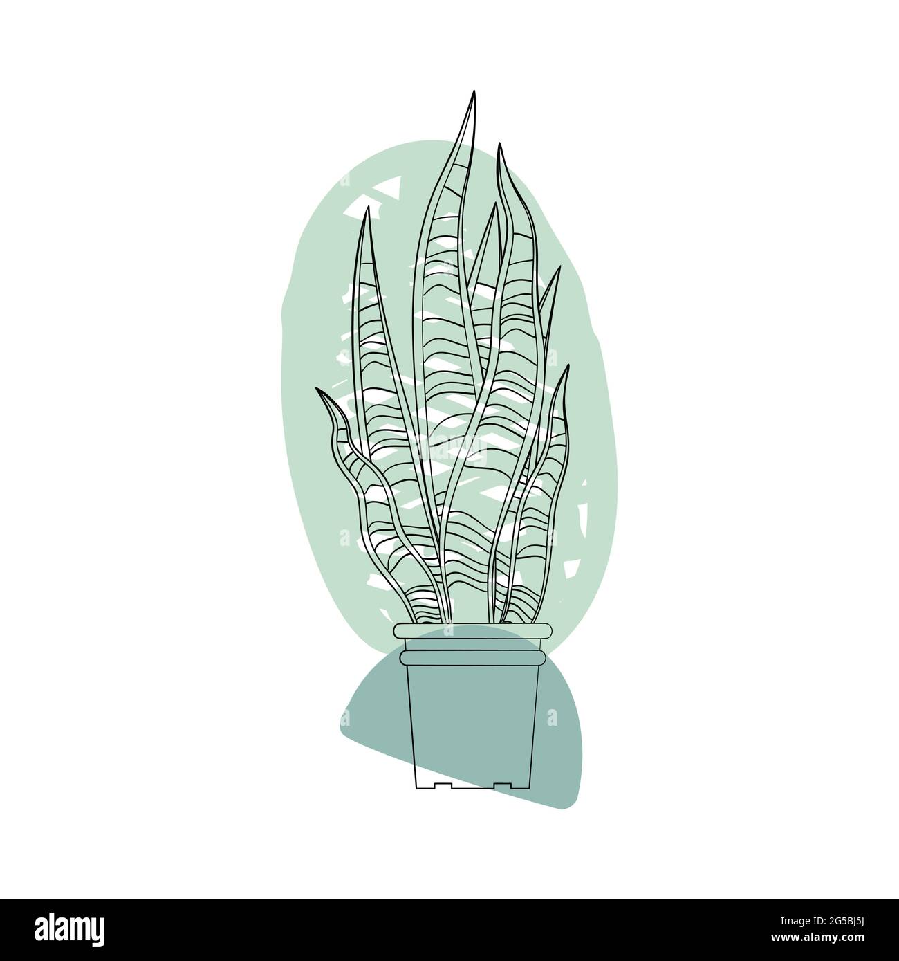 Snake plant drawing - Stock Illustration [108335181] - PIXTA