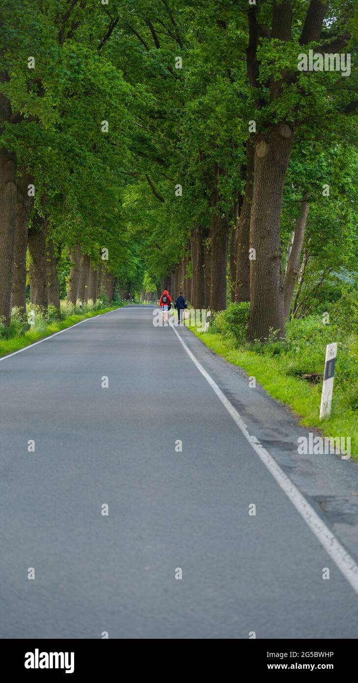 Asphalt road surrounded by dense trees on both sides Stock Photo - Alamy