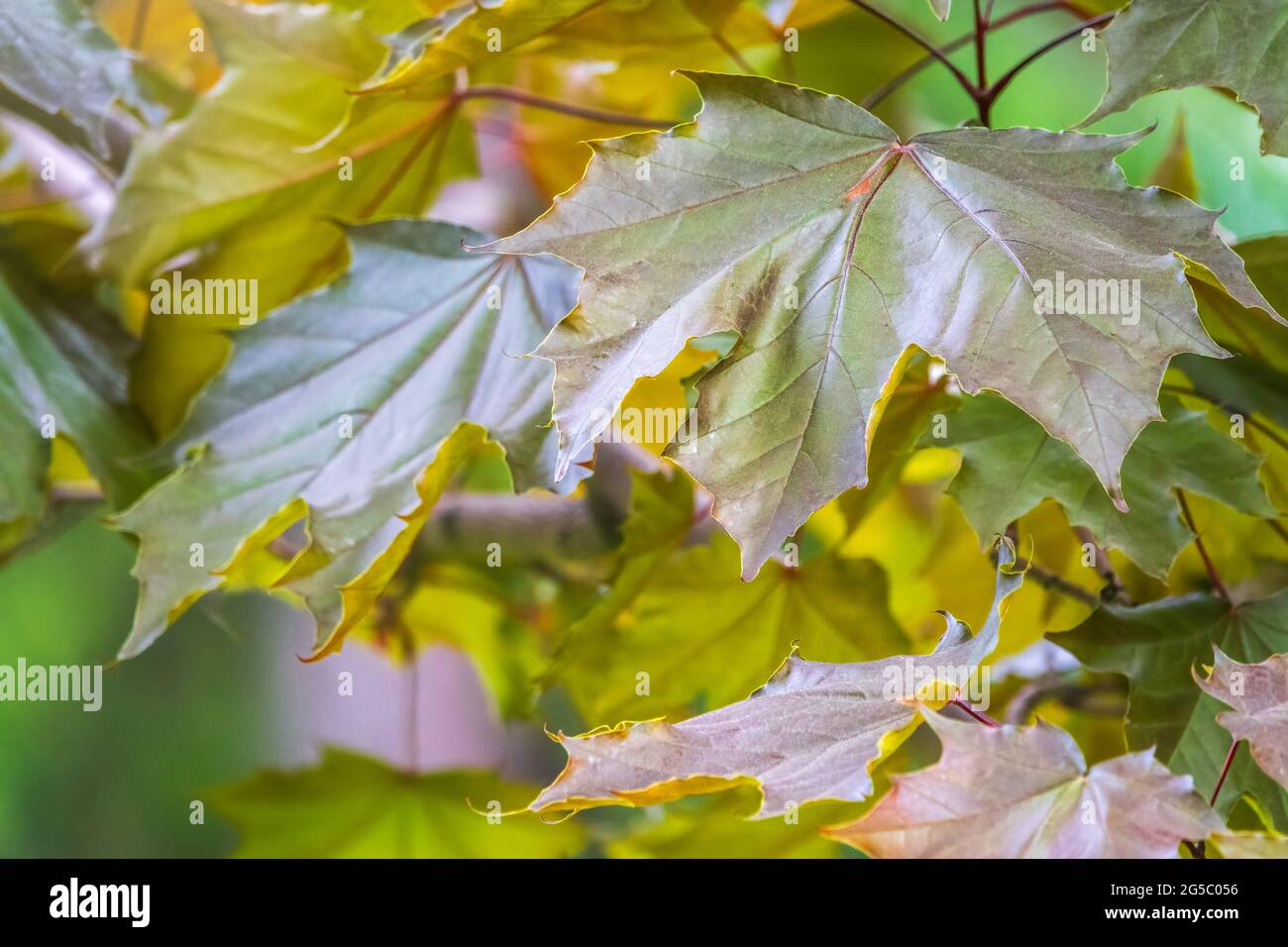 Tree Branch With Dark Red Leaves Acer Platanoides The Norway Maple Crimson King Red Maple Acutifoliate Crimson King Young Plant With Green Backgro Stock Photo Alamy