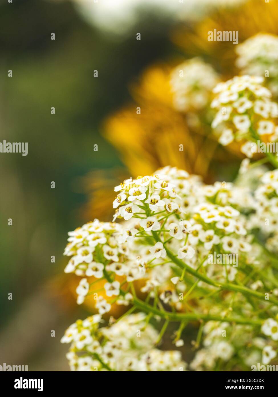 Closeup flower vertical white hi-res stock photography and images - Alamy