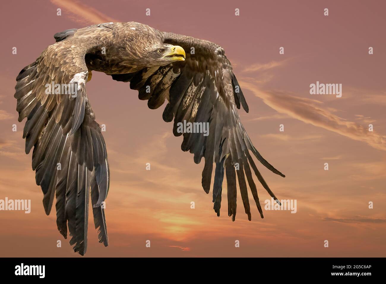 eagle flying in the blue sky. Imperial Eagle in flight. Shaving flying eagle on a background of