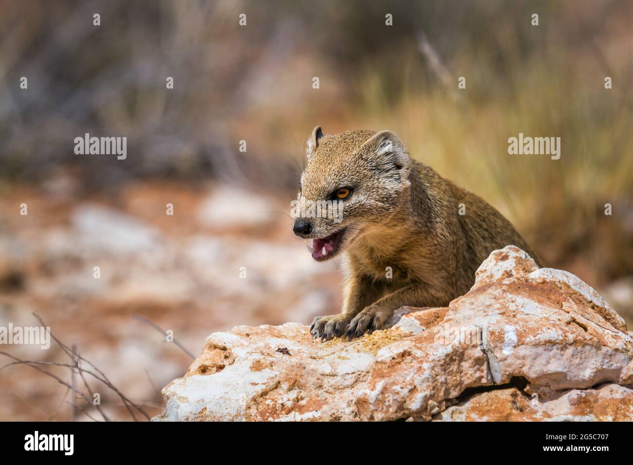 Mongoose and teeth hi-res stock photography and images - Alamy