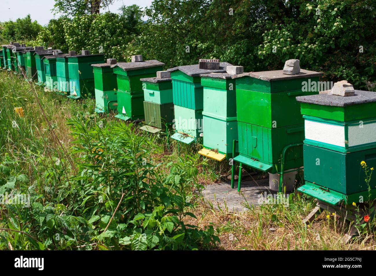 Line of apiaries in the field Stock Photo - Alamy
