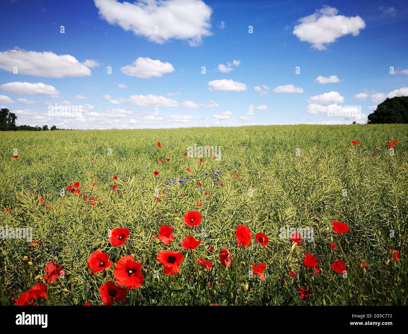 Beautiful red poppy field under a bright sky Stock Photo - Alamy