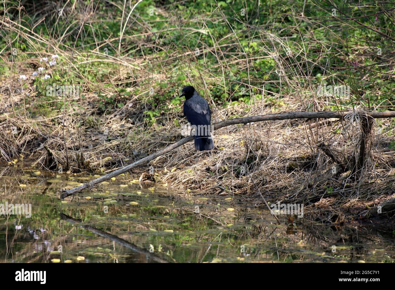Dark Hooded crow or Corvus cornix or Hoodie grey and black small scarry curious looking bird sitting on dry branch over calm lake Stock Photo