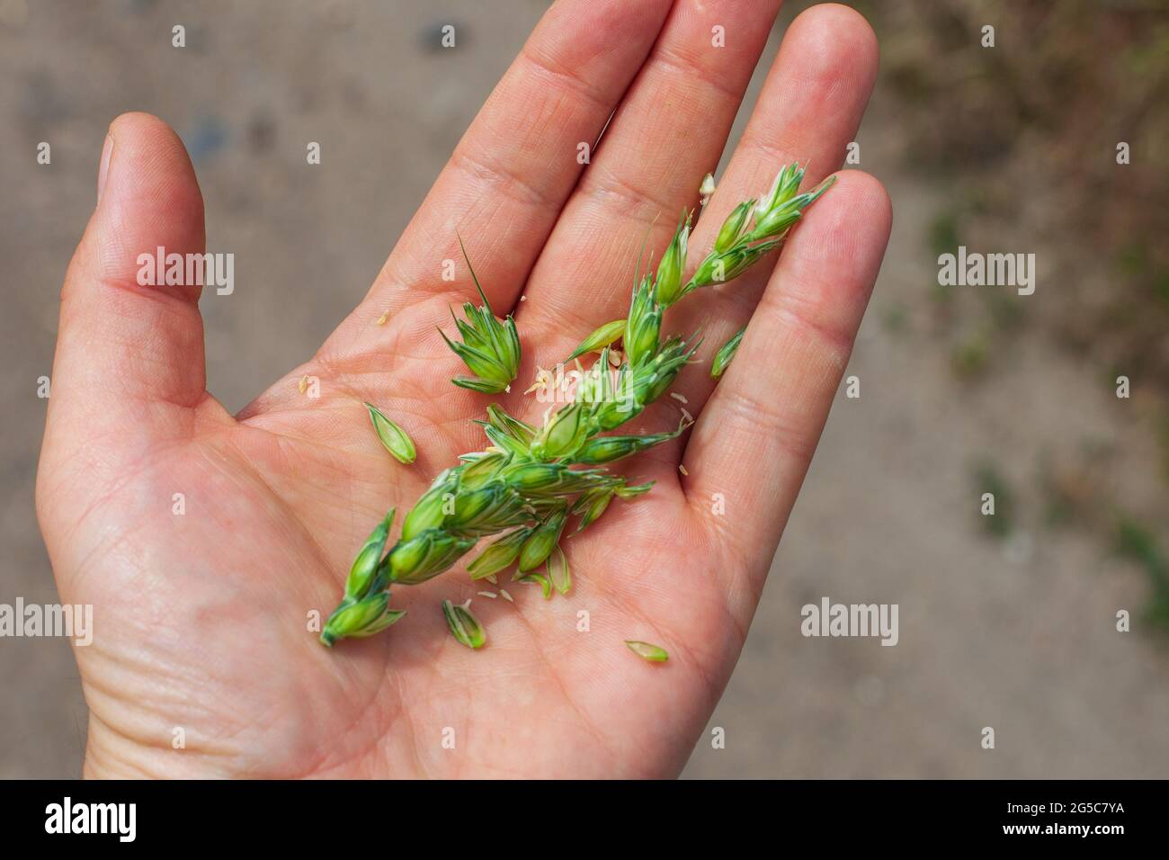 Green darnel on a male palm outdoors Stock Photo