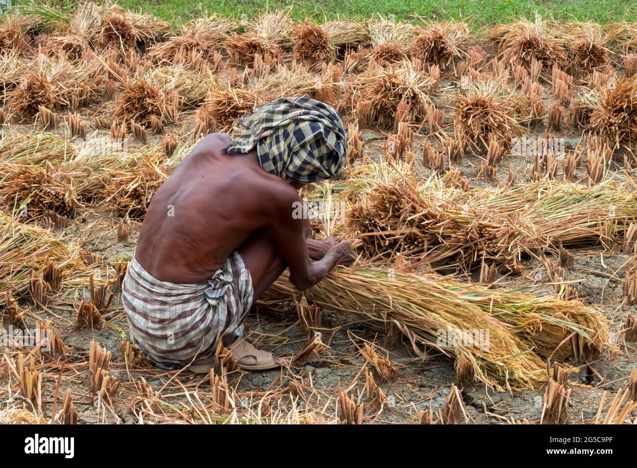 Old woman cutting rice in the fields Stock Photo