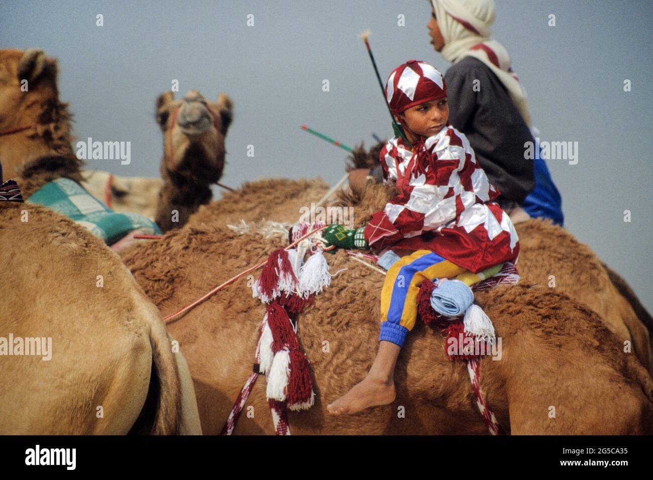 Camel race outside Doha in Qatar in 1991. At that time, children were ...