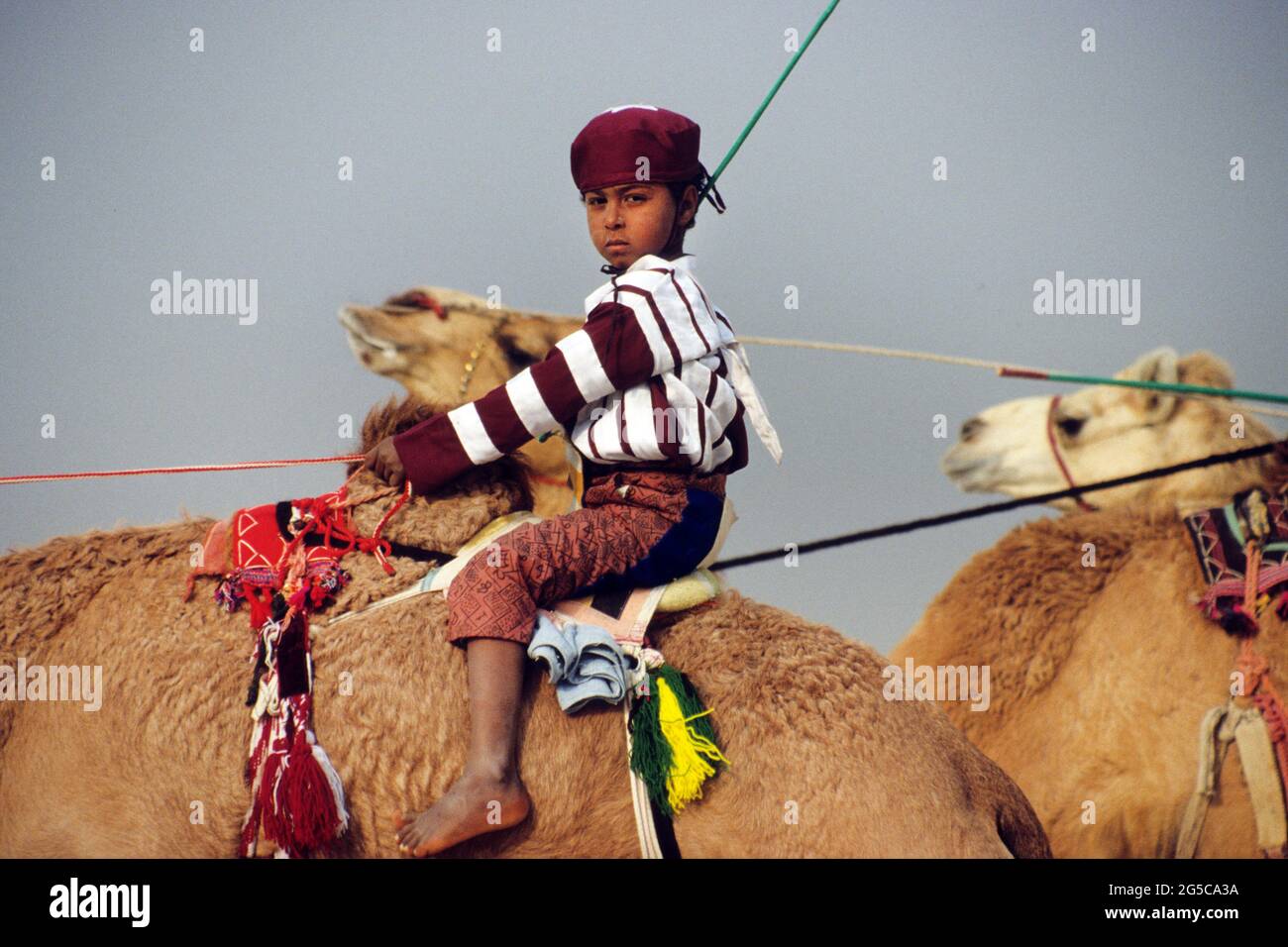 Camel race outside Doha in Qatar in 1991. At that time, children were ...