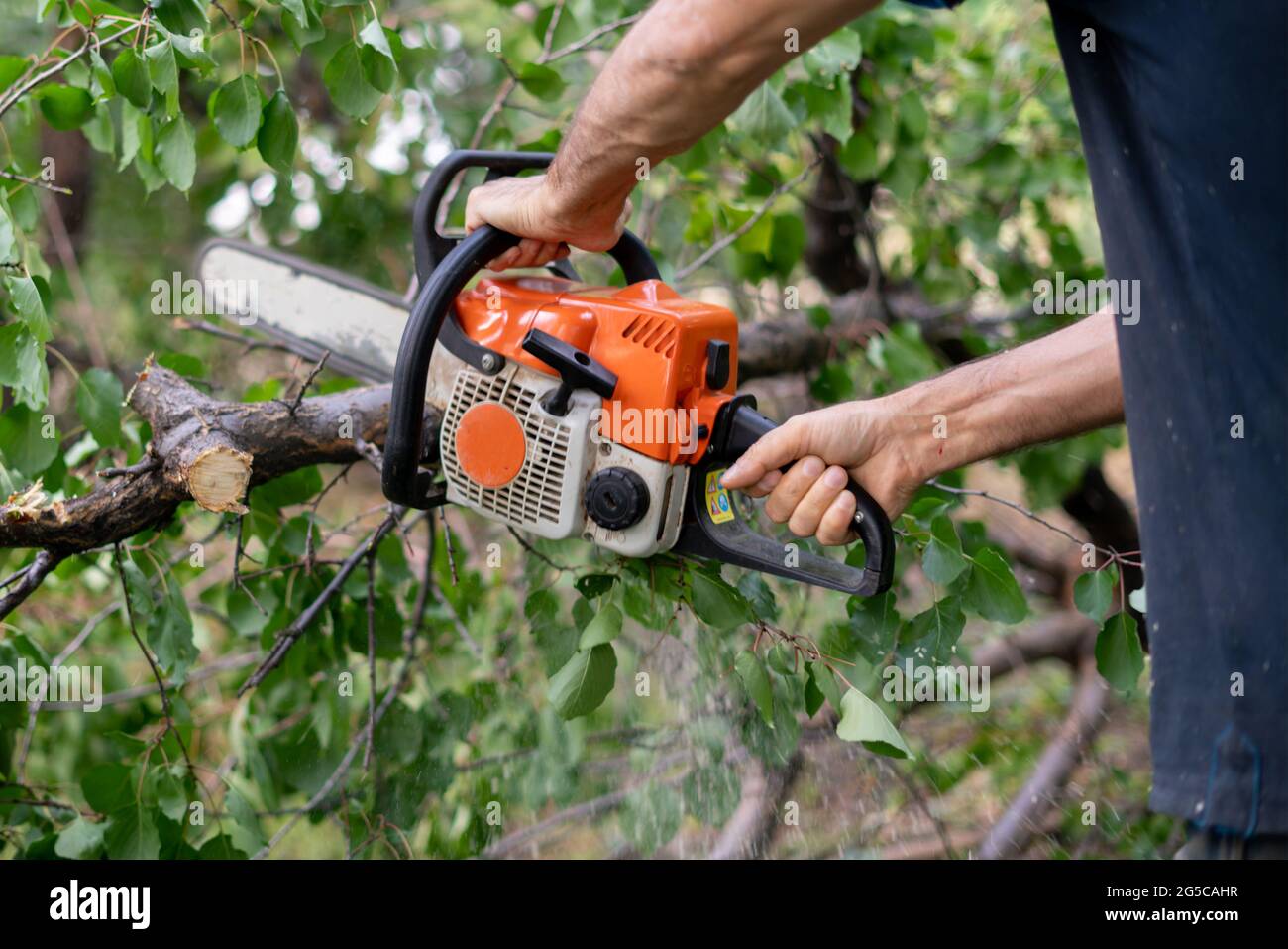 lumberjack with a chainsaw cutting wood trees in action Stock Photo - Alamy
