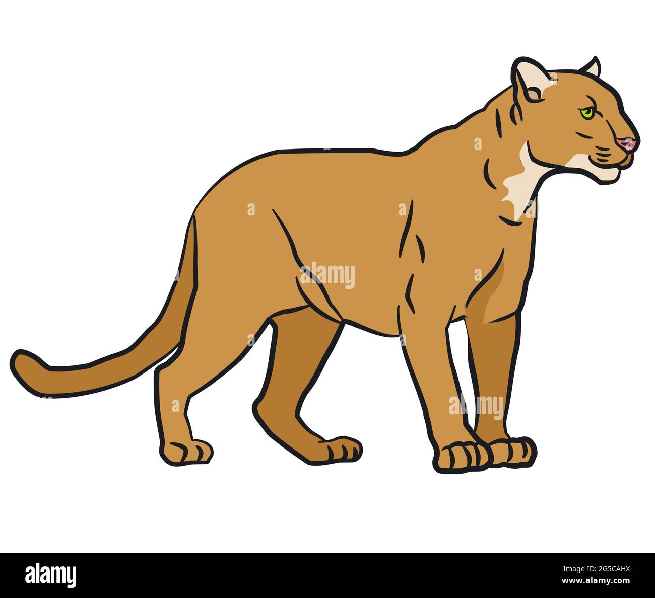 drawing illustration of the wild mountain lion Stock Vector