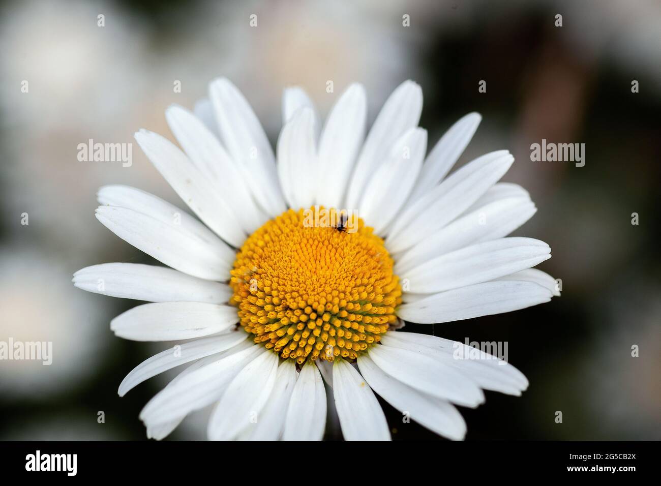 Leucanthemum vulgare. Single ox-eye daisy flower against a dark background. Stock Photo