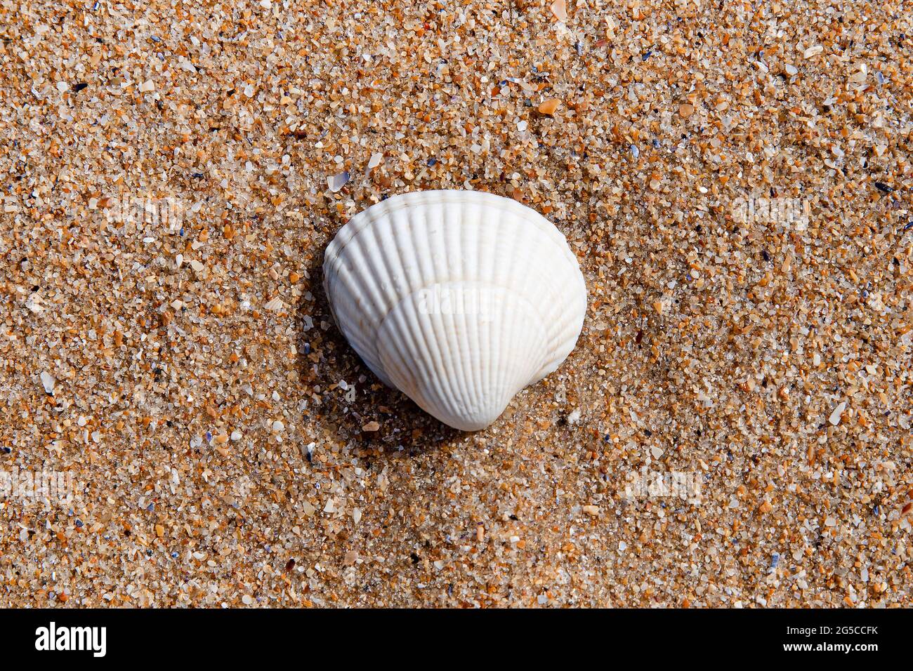 A white shell on a sandy beach under the sun Stock Photo